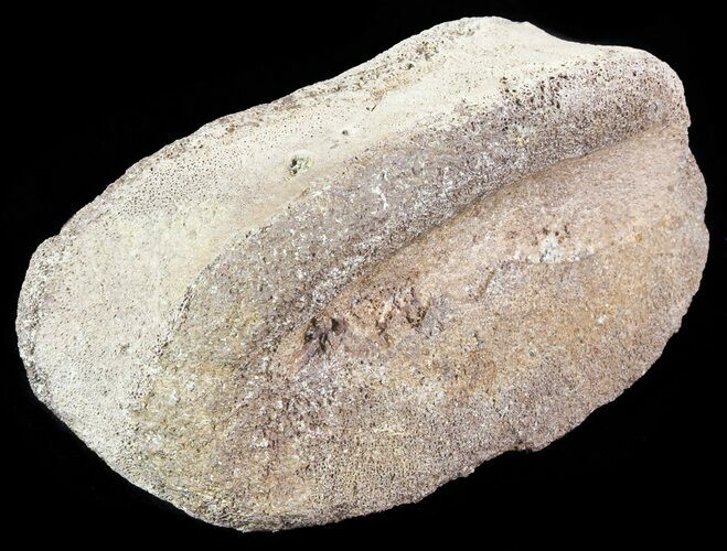 Hadrosaur Toe Bone - Alberta (Disposition #-) #71676